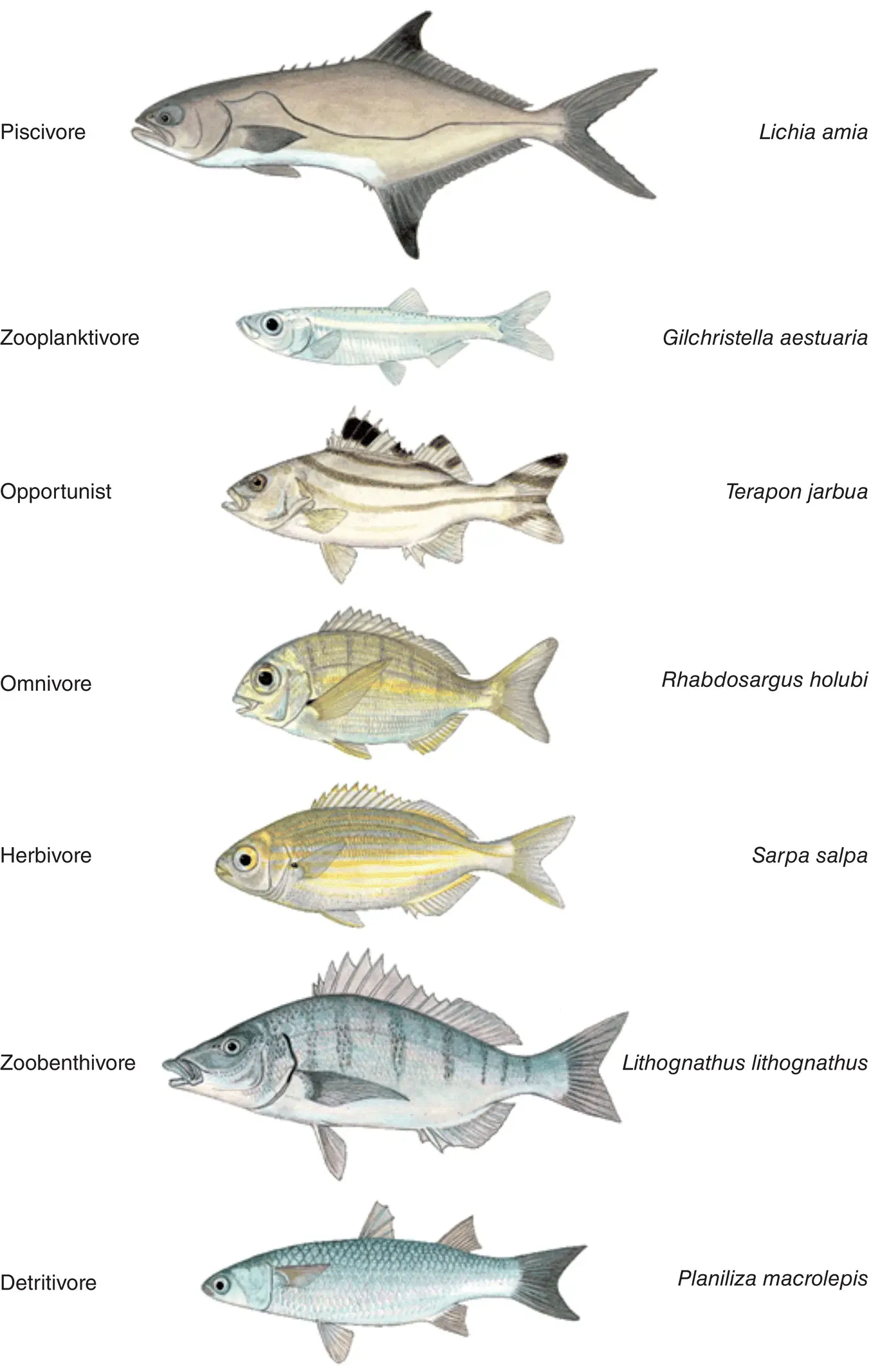Figure 211 Examples of fish species from each Feeding Mode Functional Group - фото 26