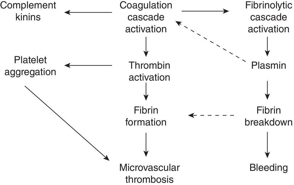 Figure 231 Mechanism of microvascular thrombosis and bleeding in DIC Broken - фото 62