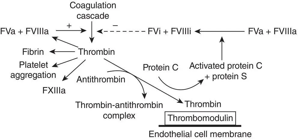 Figure 242 The natural anticoagulant pathway directly inhibits and negatively - фото 64