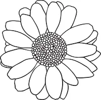 Алтей лекарственный Althaea officinalis L Семейство Мальвовые Проскурник - фото 3
