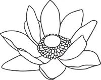 Арника Род Arnica L Семейство Сложноцветные Госпожа дез Обель дала свой - фото 7