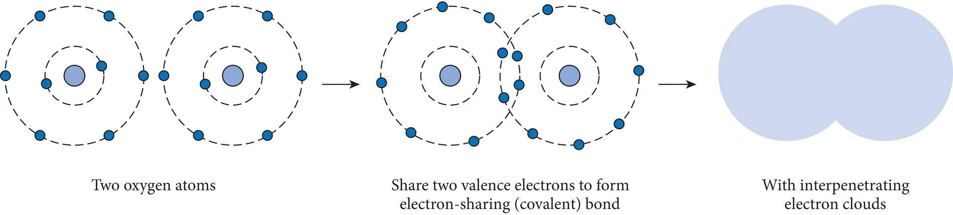 Figure 212 Covalent bonding in oxygen O 2 by the sharing of two electrons - фото 37