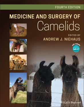 Неизвестный Автор Medicine and Surgery of Camelids обложка книги