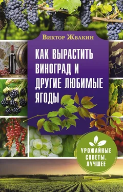 Виктор Жвакин Как вырастить виноград и другие любимые ягоды обложка книги