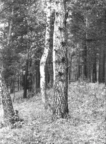 Фотография МЕ Бурно Фотография Марка Евгеньевича помогла мне тем что на ней - фото 33