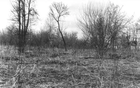 Фотография Скоро будет трава Фотография Возле нашего дома Фотография - фото 35