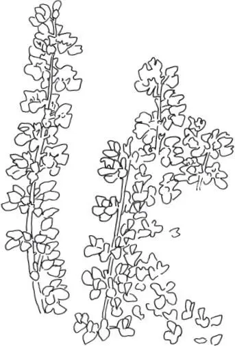 In seinem Aufsatz Globalized Members The Icelandic Phallological Museum and - фото 7