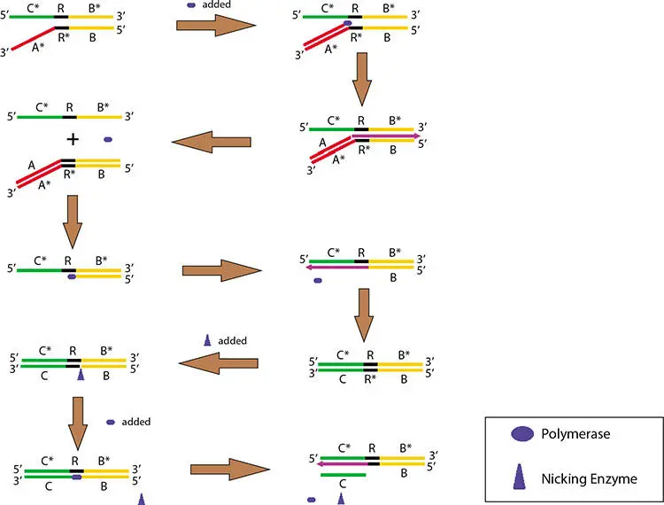 Figure 220 AND reaction By repeating the steps 8 9 and 10 the output - фото 57
