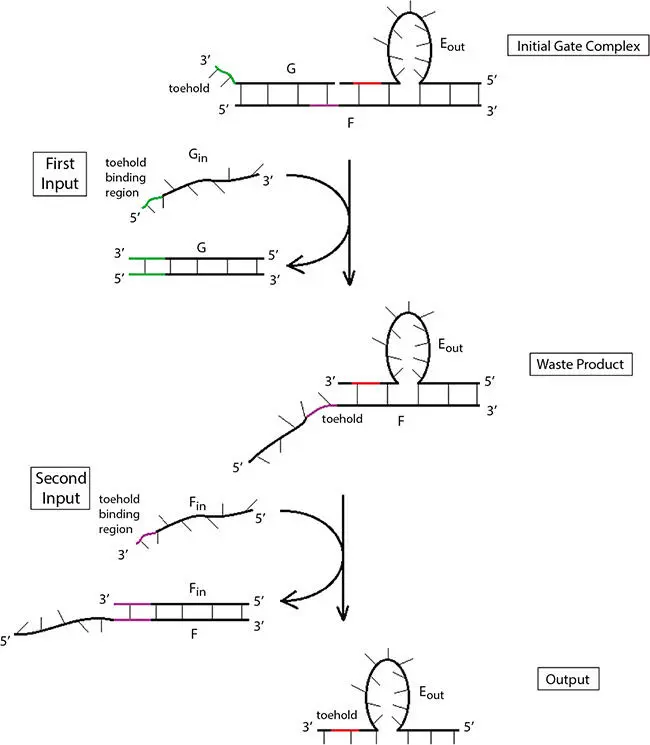 Figure 219 Mechanism of twoinput AND gate The output signal generated from a - фото 55