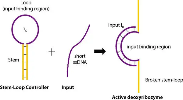 Figure 213 Mechanism to switch on deoxyribozyme logic gate The mechanism of - фото 49