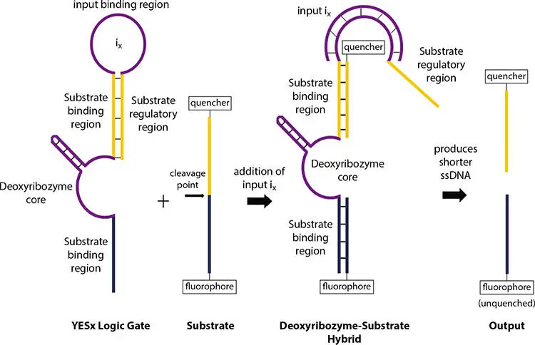 Figure 214 Mechanism of YES gate Table 24 Truth table for YES gate - фото 50