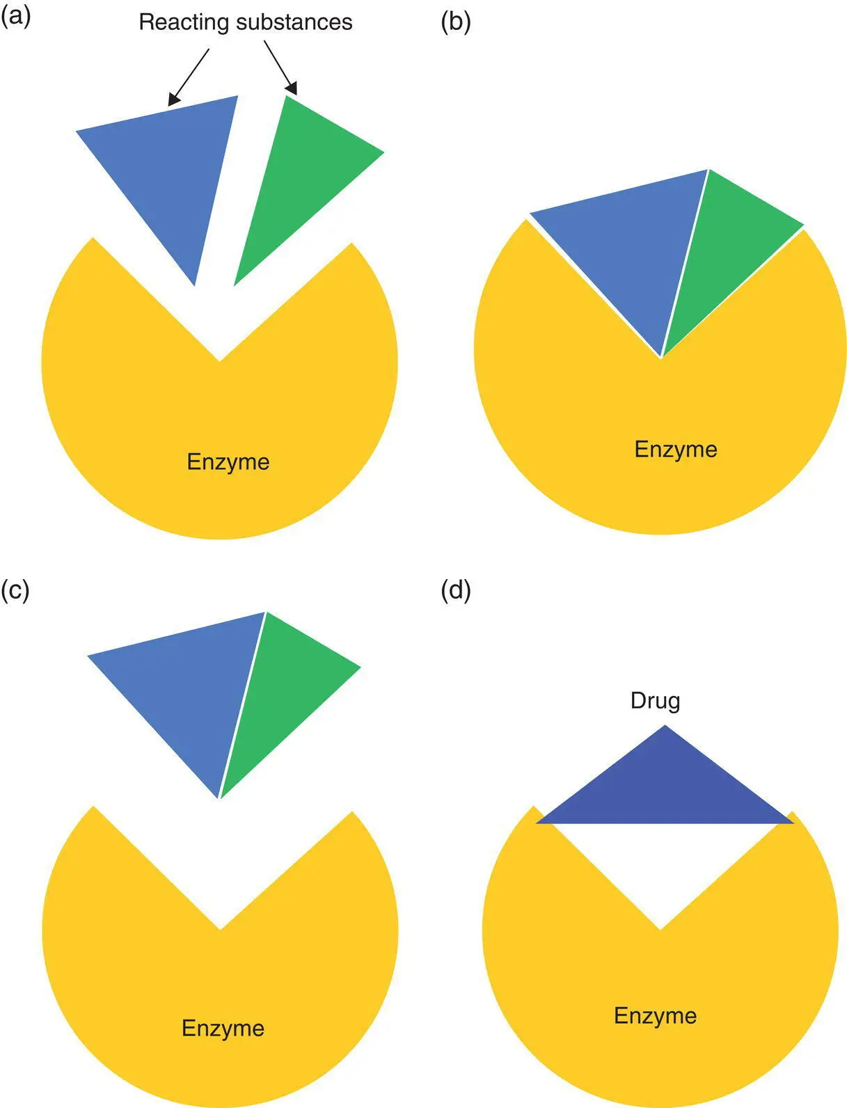 Figure 12 Enzymes operate by binding reacting substances a and accelerating - фото 3