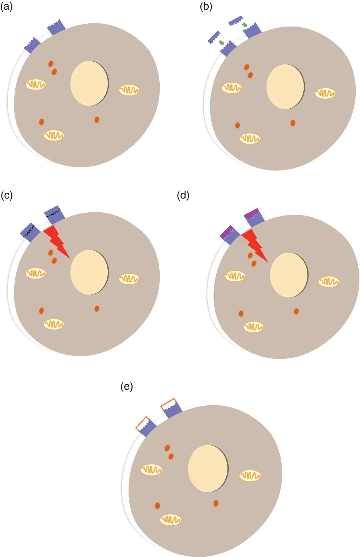 Figure 11 Drugs which act at receptors a A cell has receptors for a - фото 2