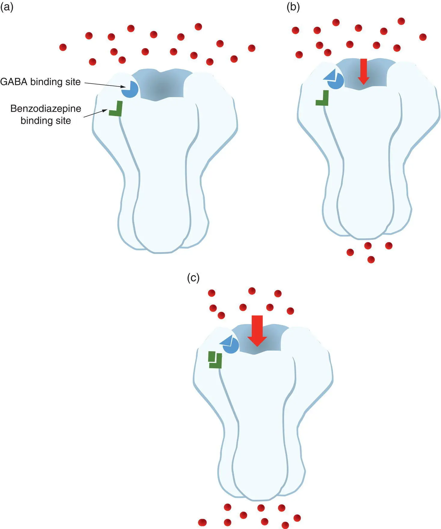 Figure 13 Benzodiazepines act by binding to a chloride channel a The - фото 4