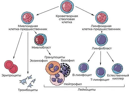 Рис 5Процесс кроветворения Глава 3 Регулировщики движения эритропоэтин - фото 16