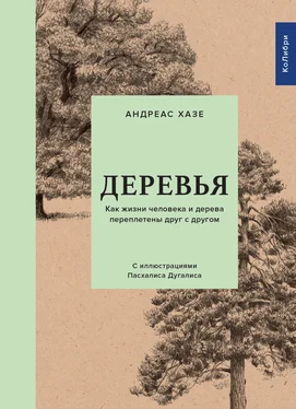 Андреас Хазе Деревья. Как жизни человека и дерева переплетены друг с другом обложка книги