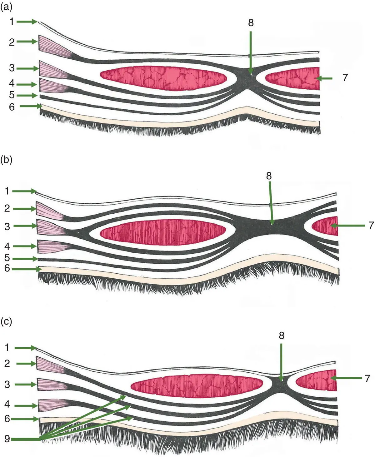Figure 110 Transverse sections through the ventral body wall to show the - фото 12