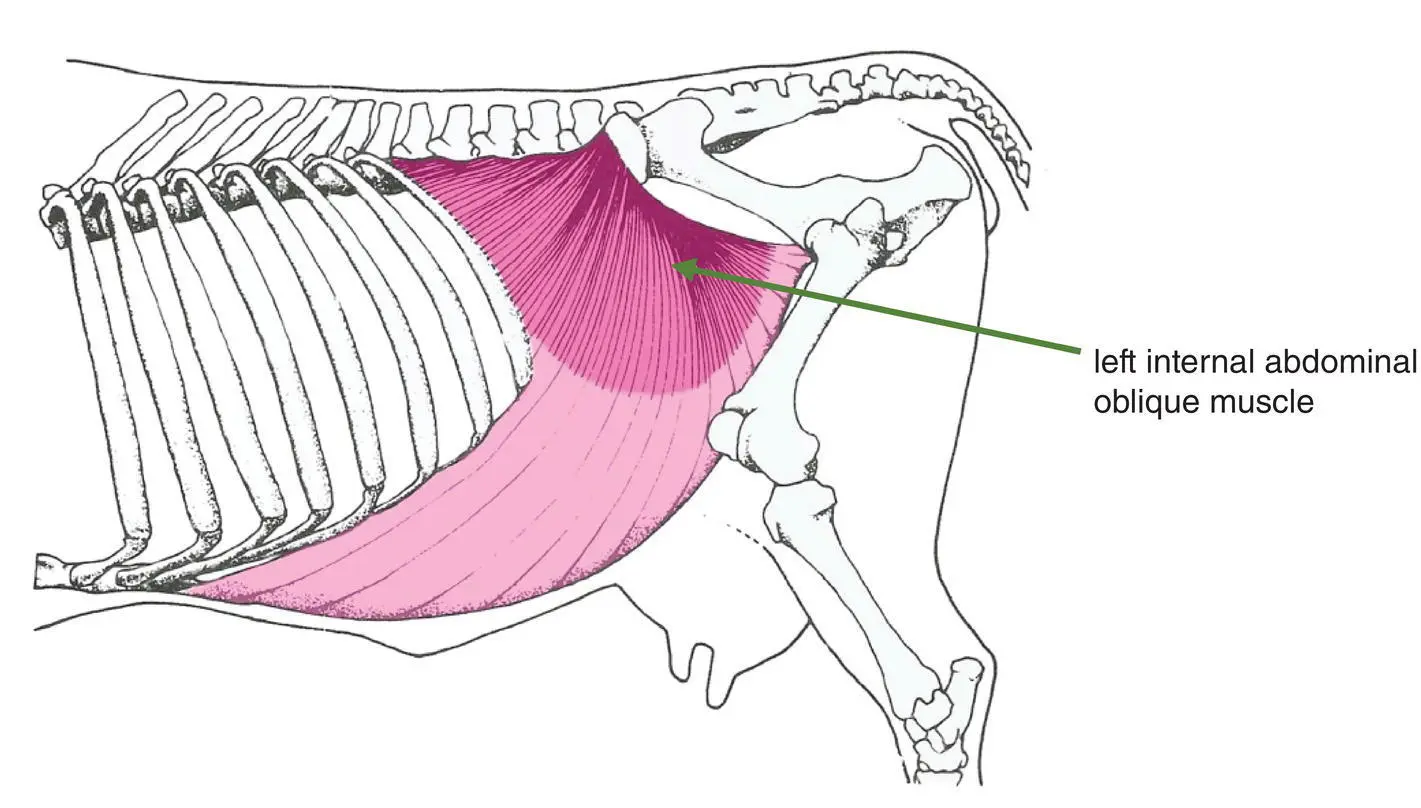 Figure 18 Lateral view of abdomen of ox showing left abdominal oblique muscle - фото 10