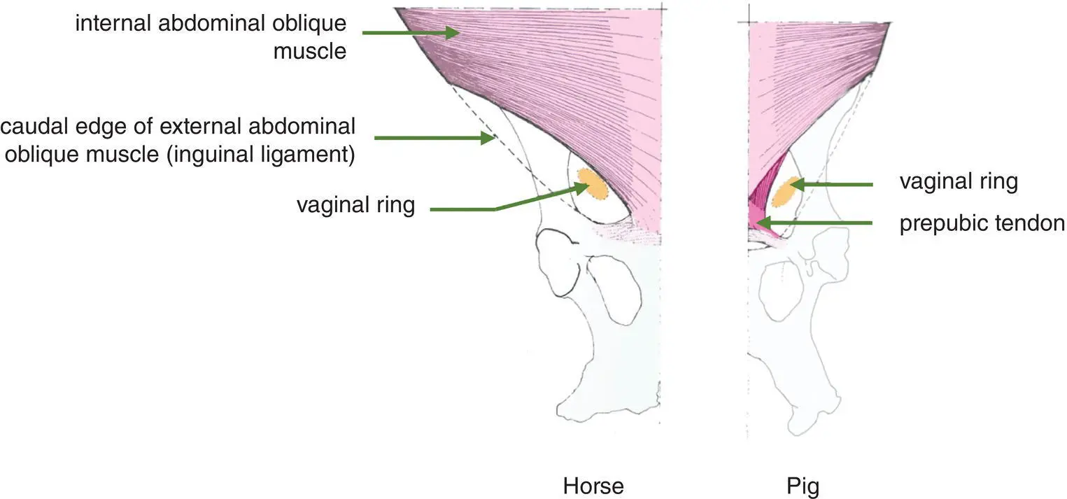 Figure 17Ventral view of inguinal region showing internal abdominal oblique - фото 9