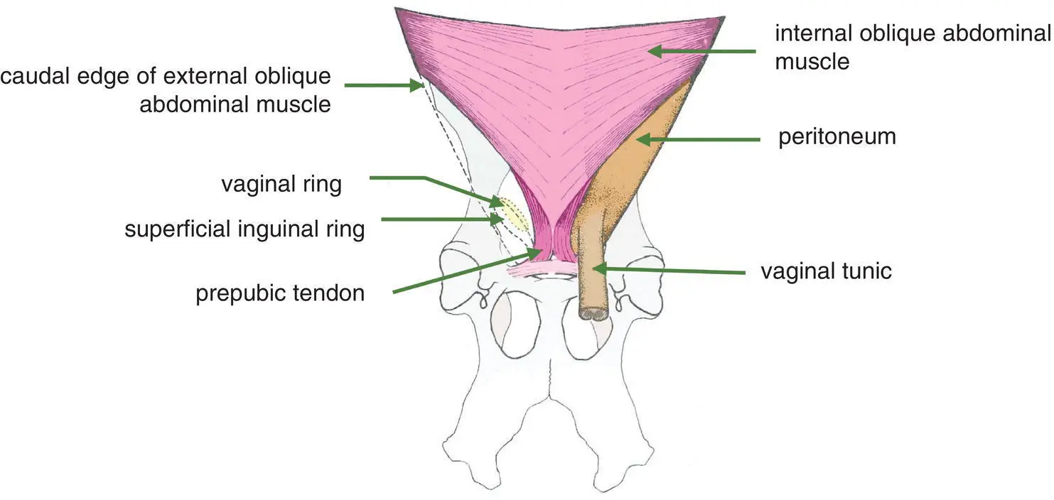 Figure 111 Ventral view of inguinal canal of the pig The left side of the - фото 13