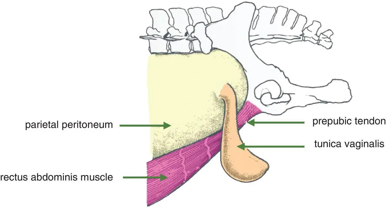 Figure 11 Lateral view of inguinal region of horse showing the rectus - фото 3