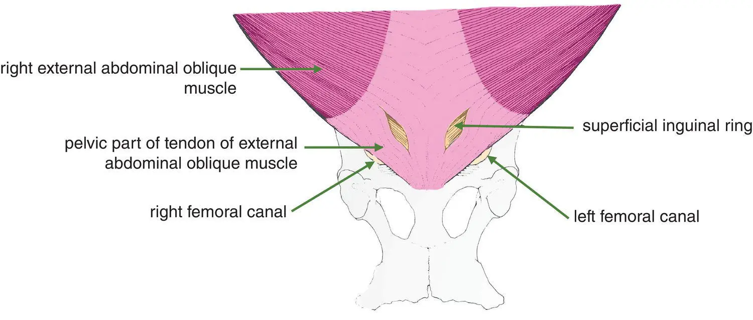 Figure 14Ventral view of inguinal region of the horse showing the left and - фото 6