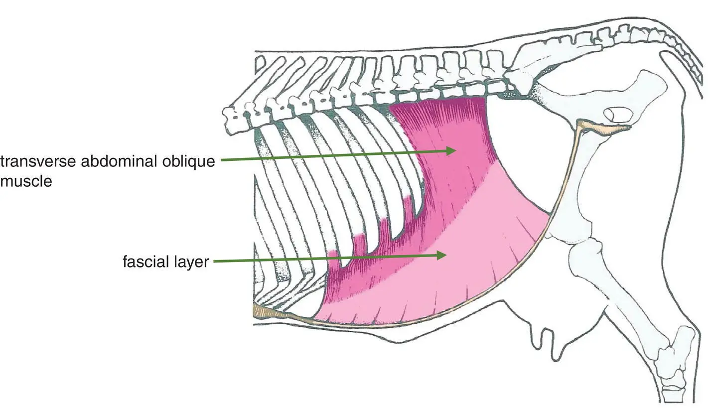 Figure 19 Medial view of abdomen of ox showing the transverse abdominal - фото 11