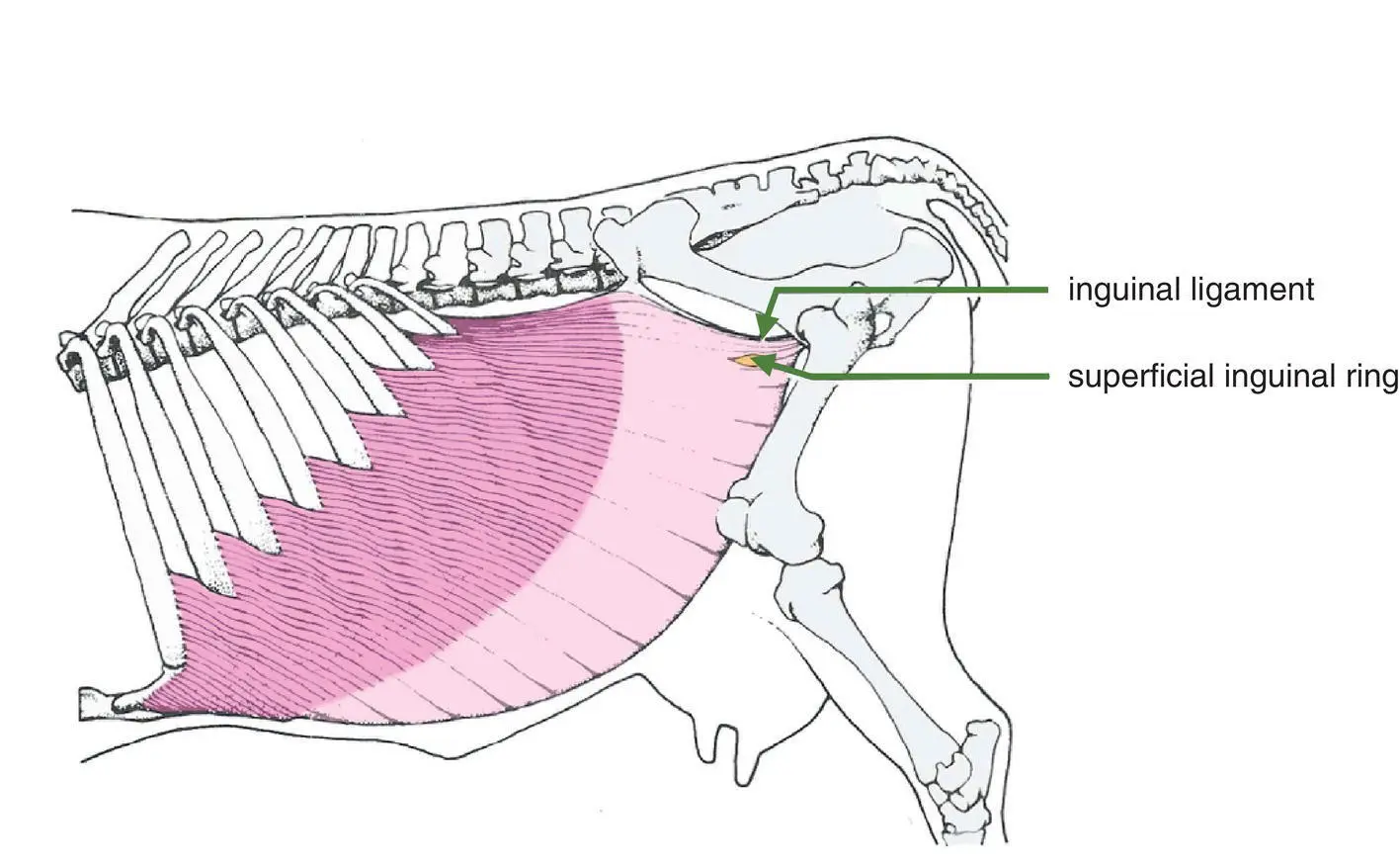 Figure 15 Lateral view of the abdomen of the ox showing the left external - фото 7