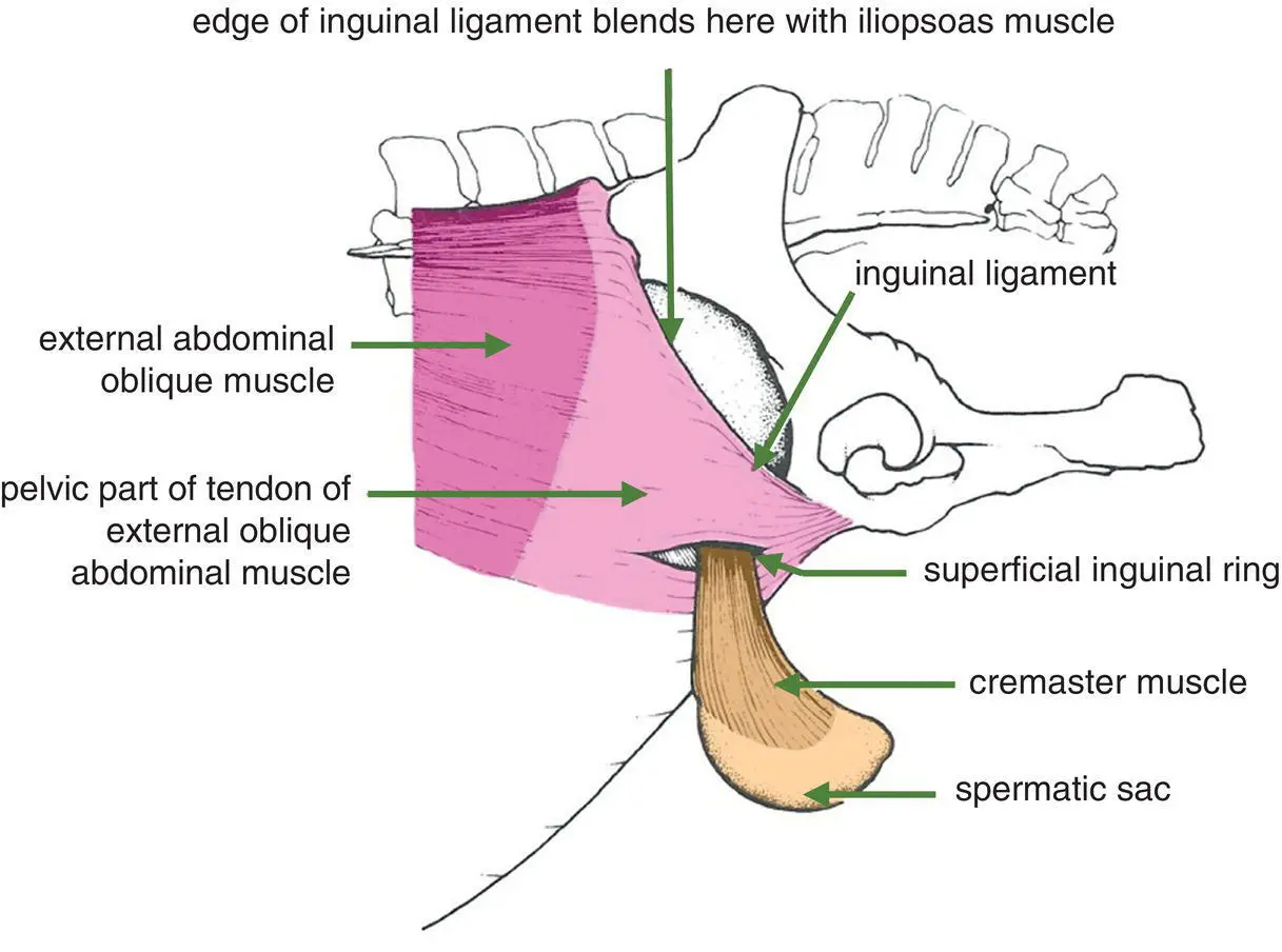 Figure 13 Lateral view of the inguinal region of the horse left external - фото 5