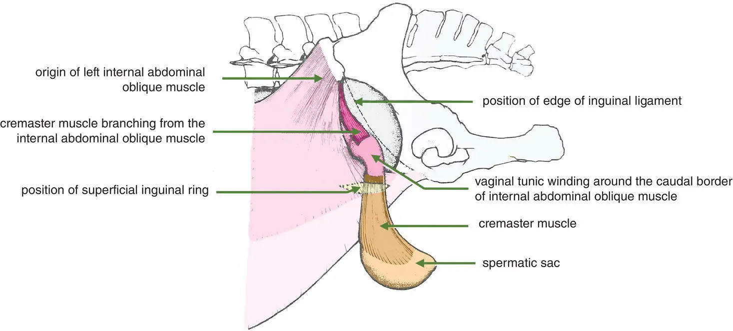 Figure 16 Lateral view of inguinal area of horse showing the internal - фото 8