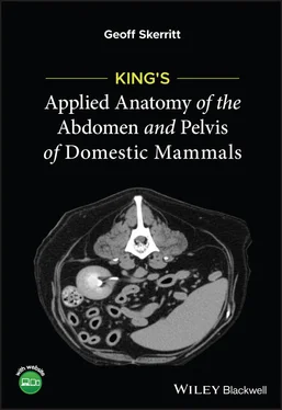 Geoff Skerritt King's Applied Anatomy of the Abdomen and Pelvis of Domestic Mammals обложка книги