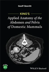 Geoff Skerritt - King's Applied Anatomy of the Abdomen and Pelvis of Domestic Mammals