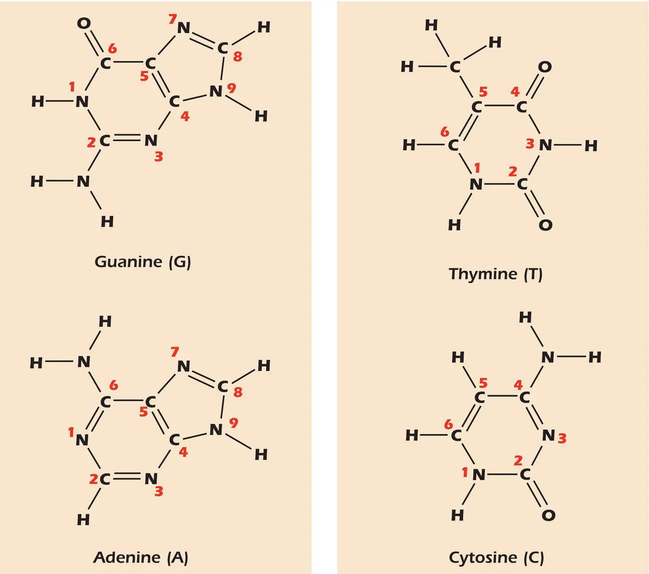 Figure 32The four bases found in DNA - фото 69
