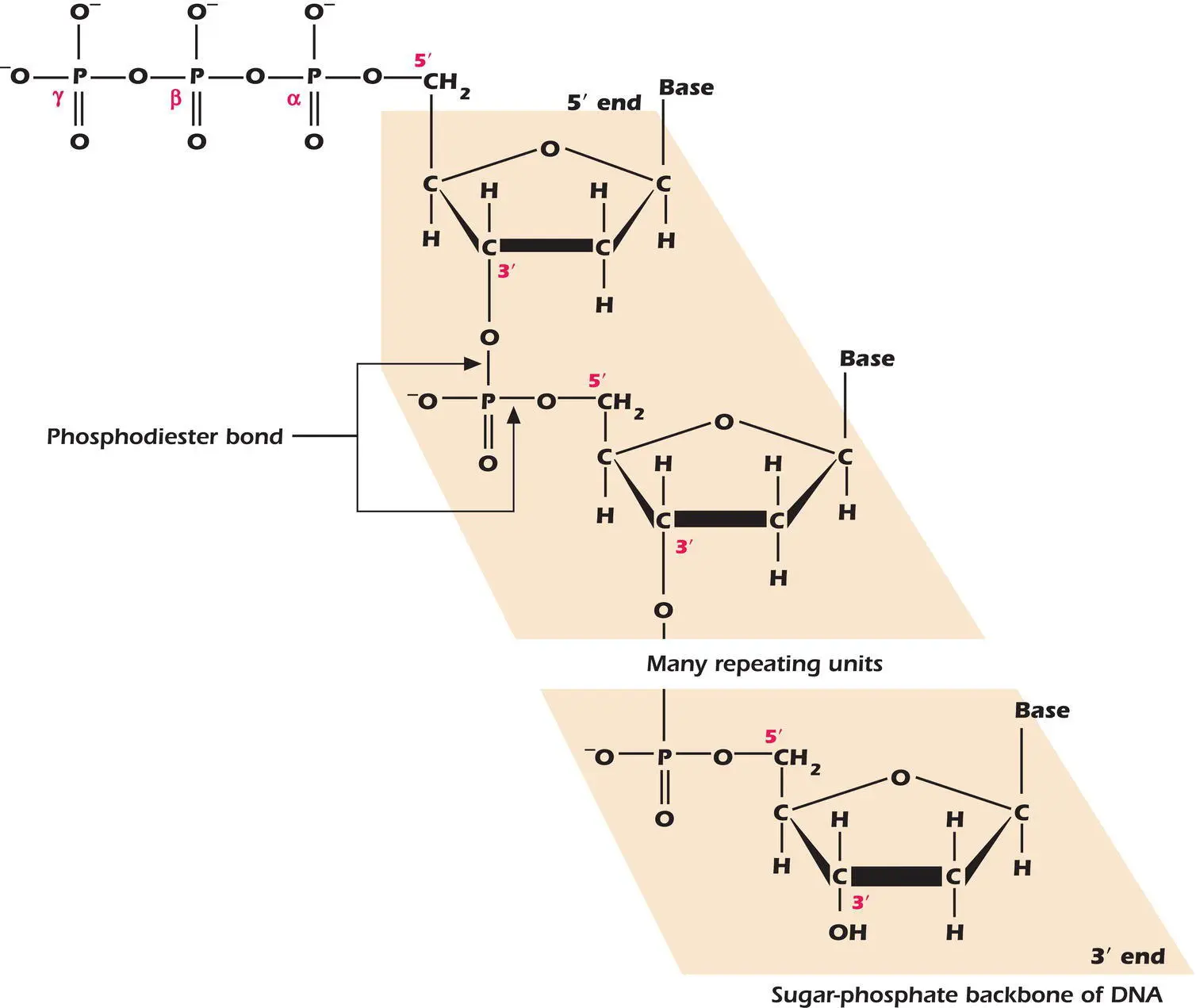 Figure 33The phosphodiester bond and the sugarphosphate backbone of DNA - фото 71