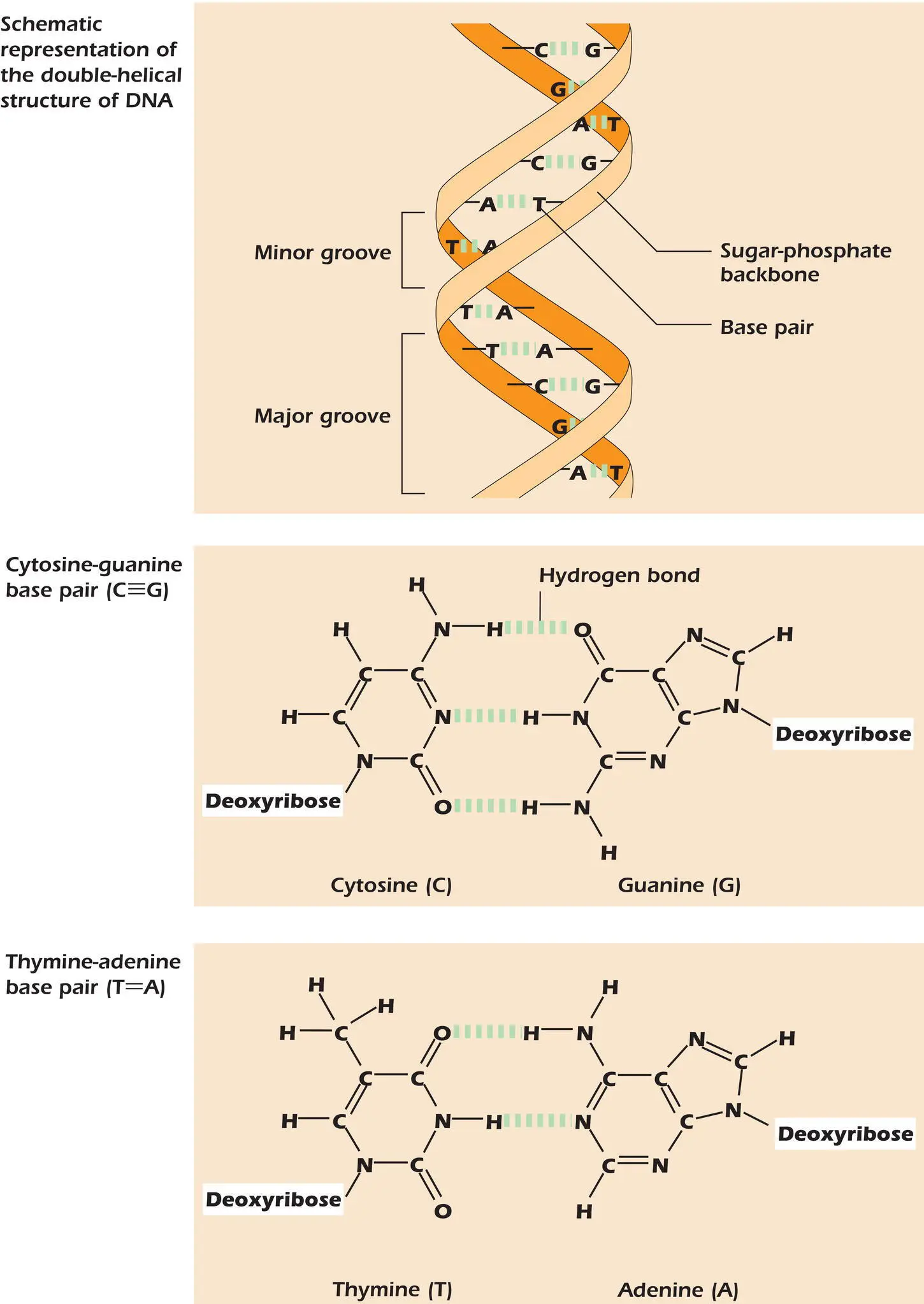 Figure 34The DNA double helix is held together by hydrogen bonds Example - фото 73