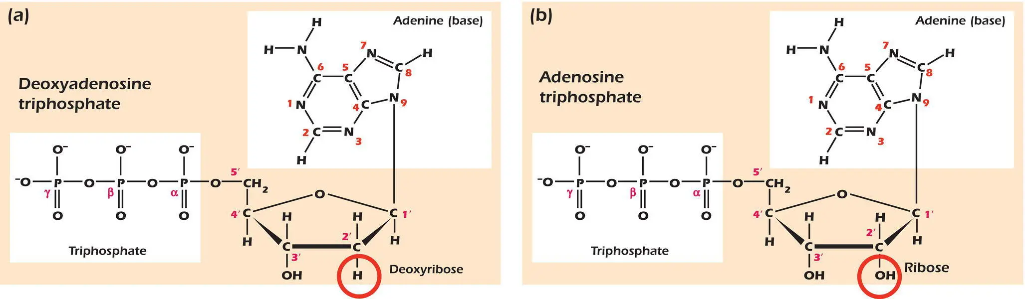 Figure 31Adenine nucleotides a Deoxyadenosine triphosphate The H on the - фото 67