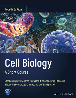 Stephen R. Bolsover Cell Biology обложка книги