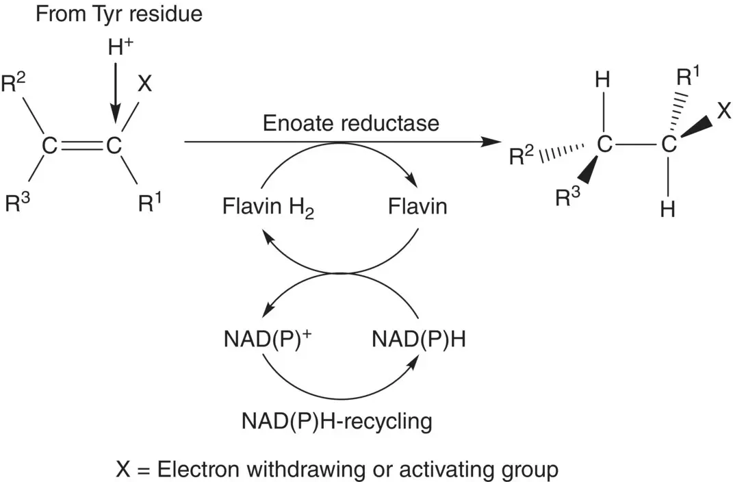 Scheme 240 Asymmetric reduction of activated alkene substrates catalyzed by - фото 60