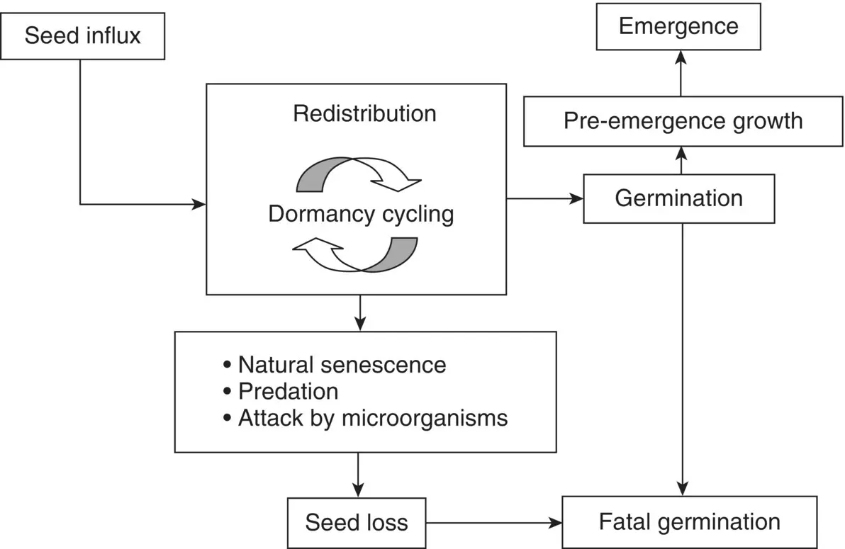 Figure 13 Factors affecting the soil seed population Source Grundy AC and - фото 4