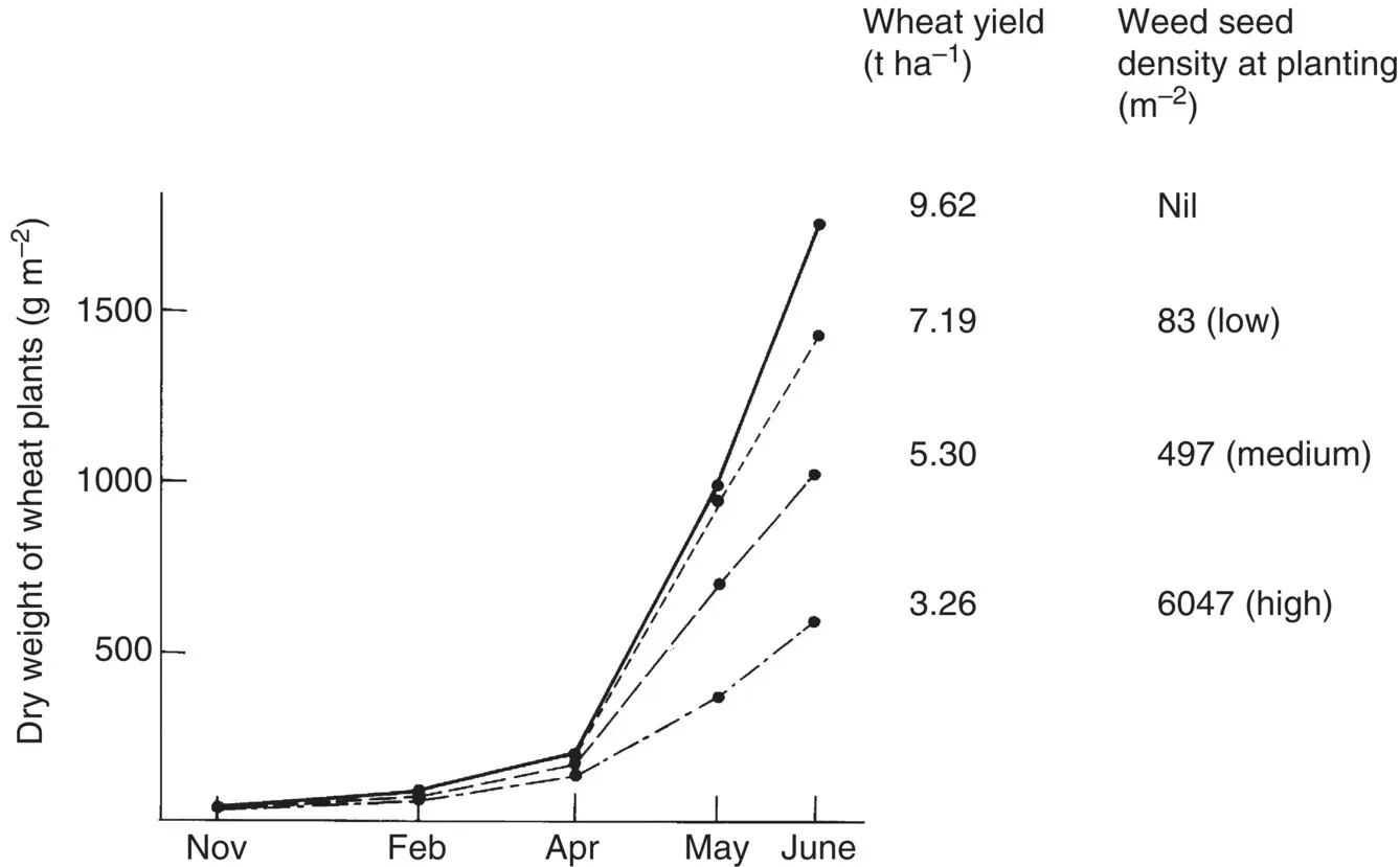 Figure 15 Effect of blackgrass density on the growth and yield of winter - фото 6