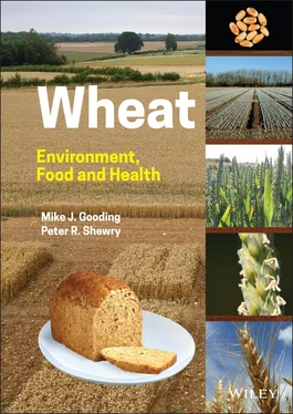 Peter R. Shewry Wheat обложка книги