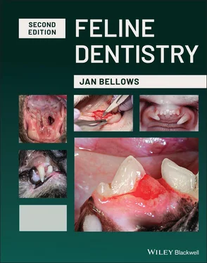 Jan Bellows Feline Dentistry обложка книги