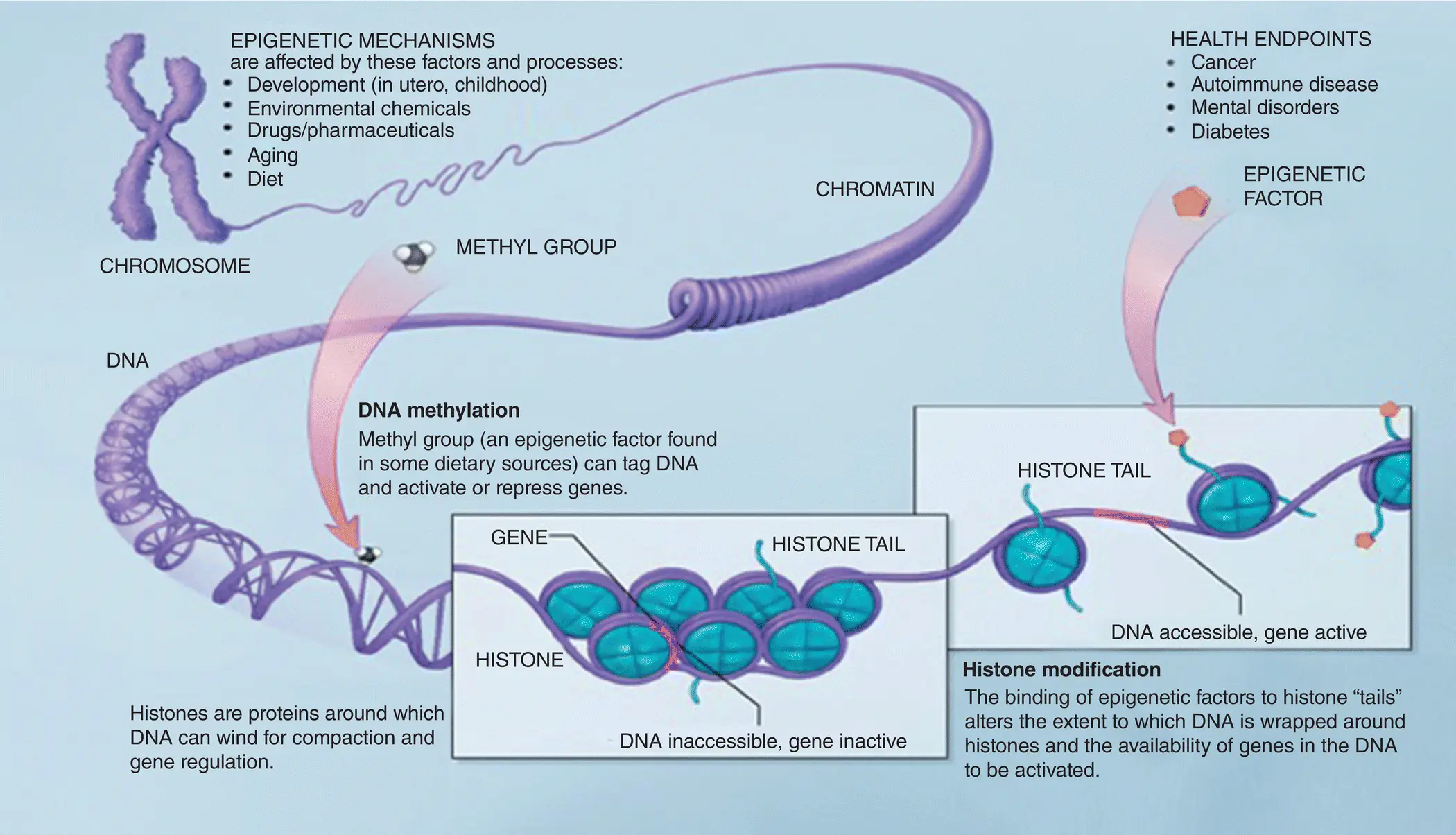 FIGURE 37 Epigenetic mechanisms SourceNational Institutes of Health 2018 - фото 14
