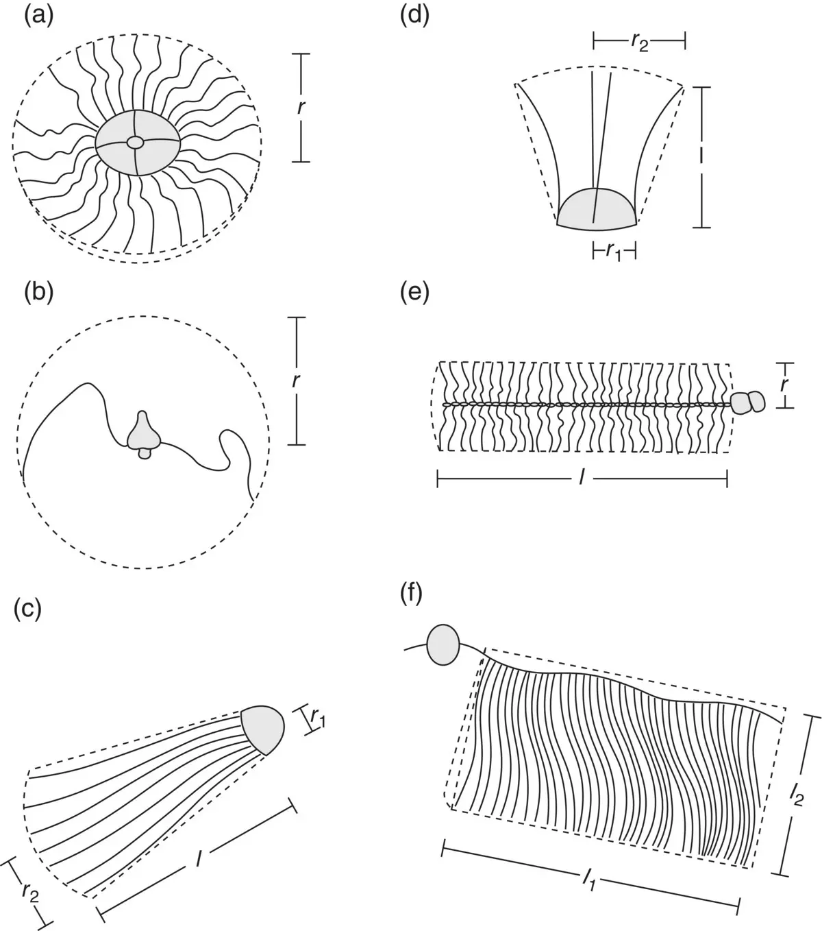 Figure 317 Patterns of tentacle deployment seen in medusae siphonophores and - фото 95