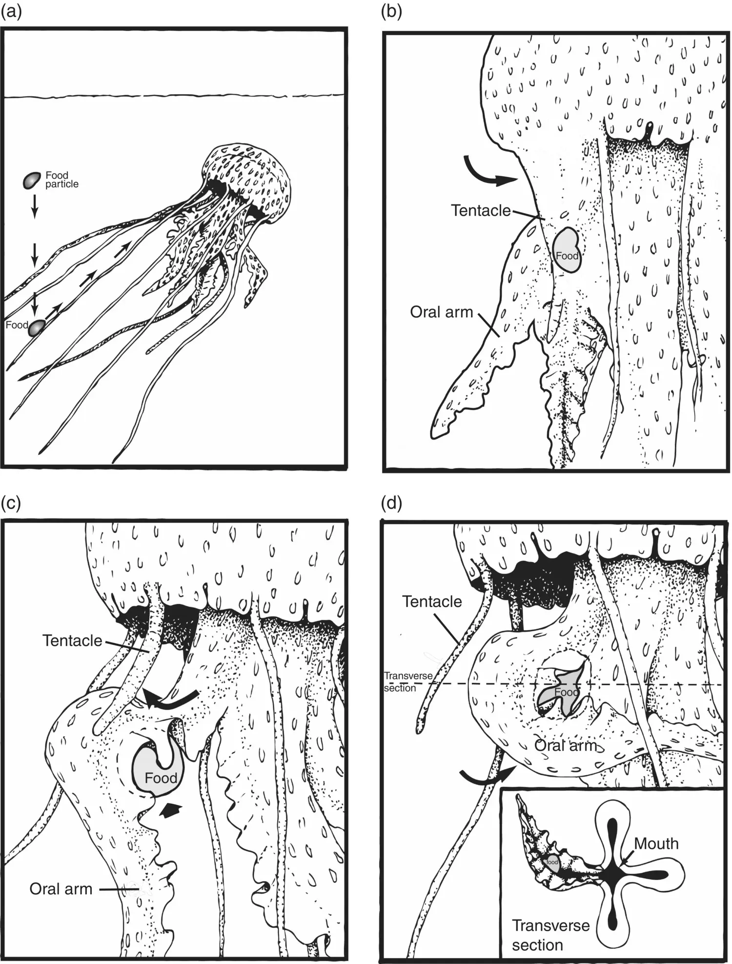 Figure 316 Feeding behavior of Pelagia noctiluca on motile prey a When the - фото 94