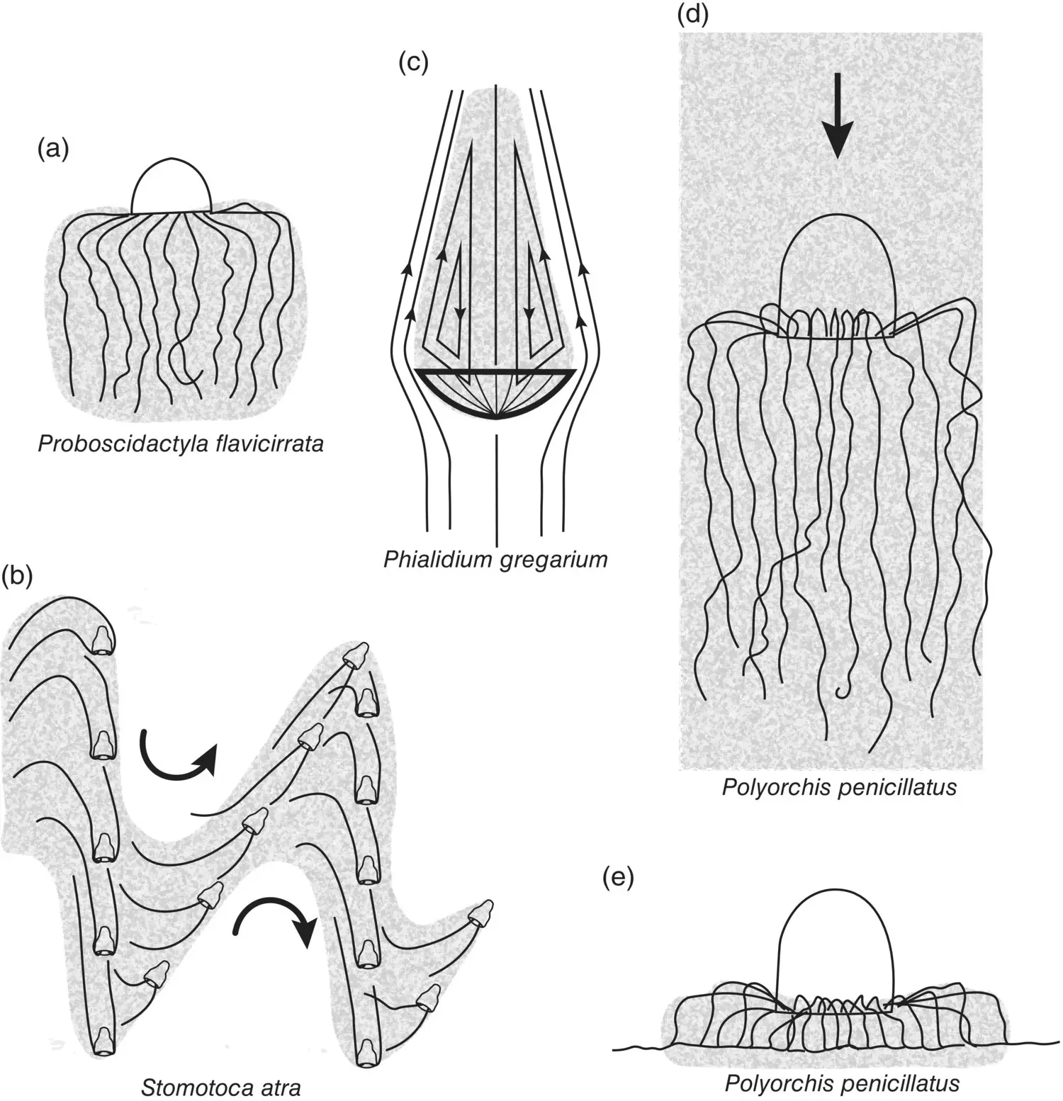 Figure 318 Different hunting and feeding behaviors of medusae Shaded areas - фото 96