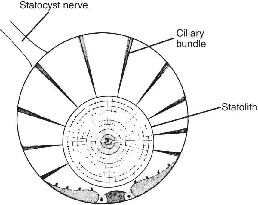 Figure 324 Basic statocyst structure showing the calcium carbonate statolith - фото 102