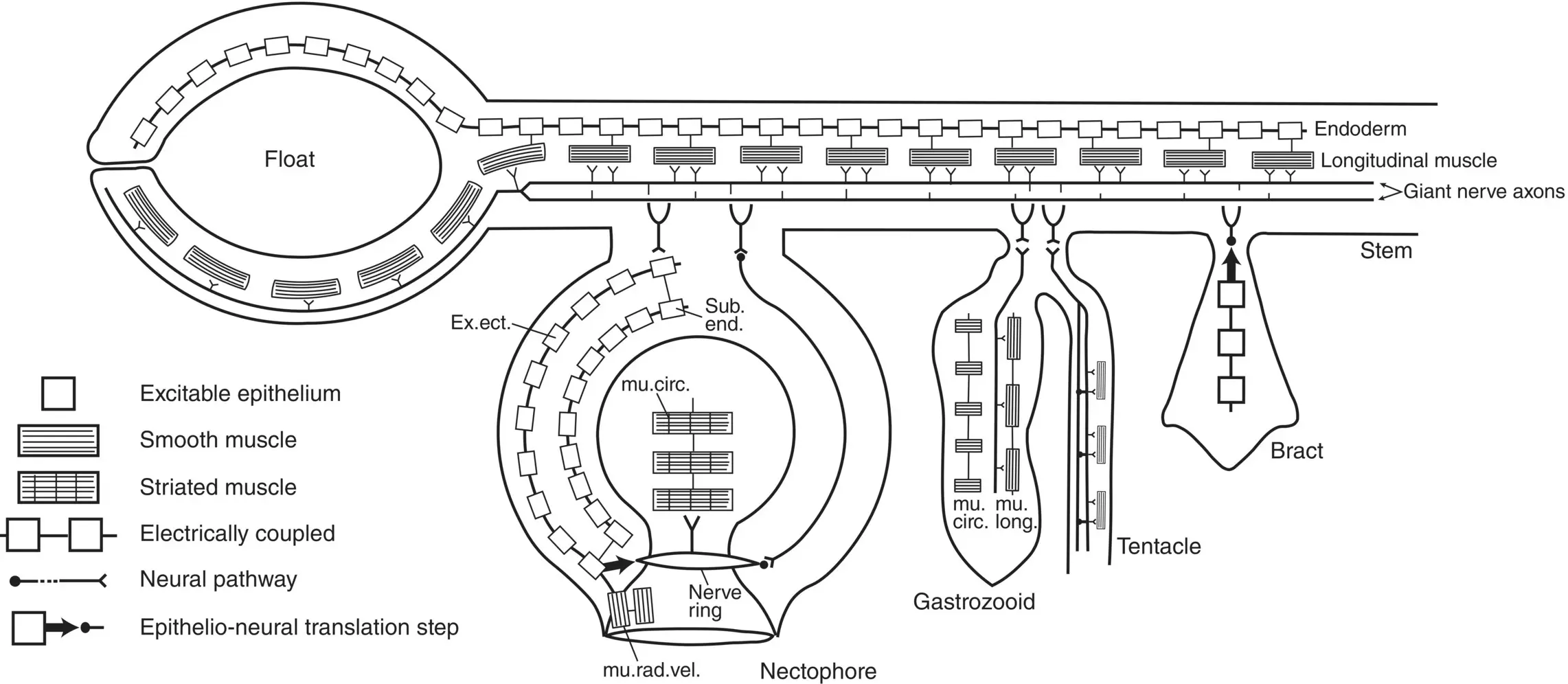 Figure 337 Simplified wiring diagram of a physonectid siphonophore Only - фото 115