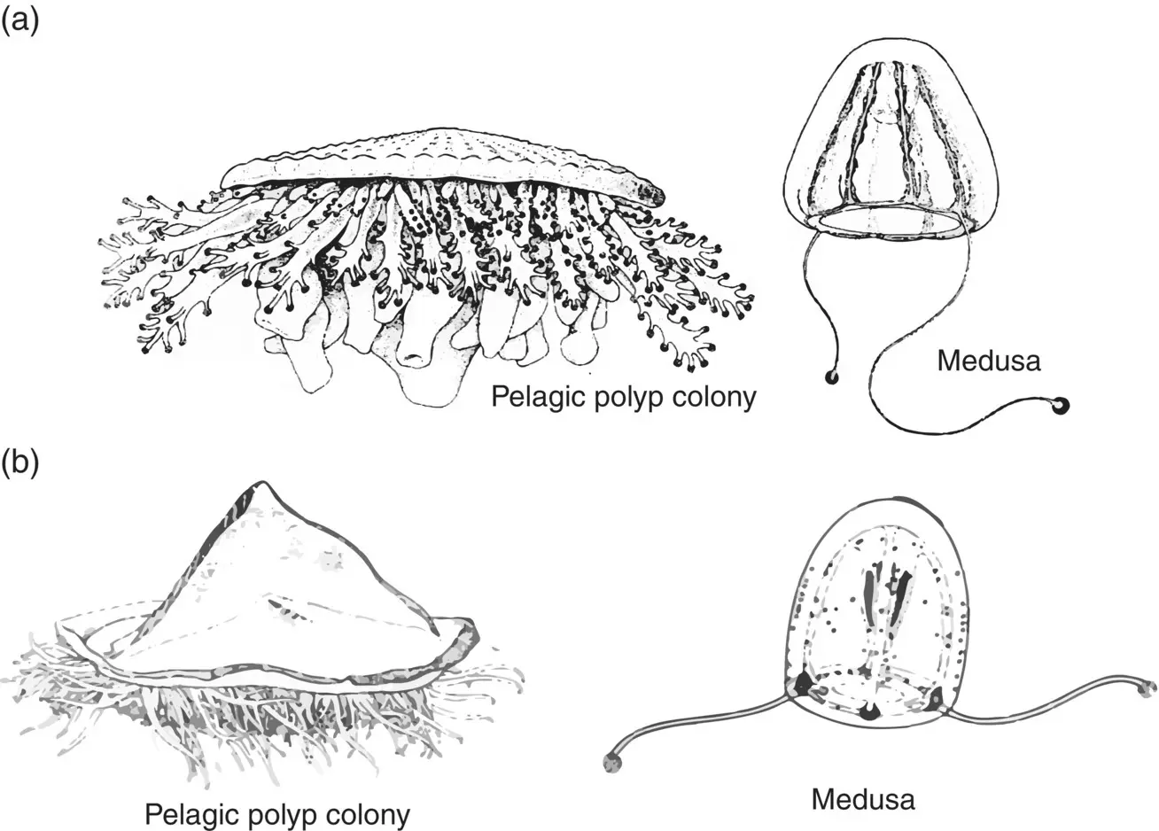 Figure 338 Porpitidae a Pelagic polyp colony and medusa of Porpita porpita - фото 116