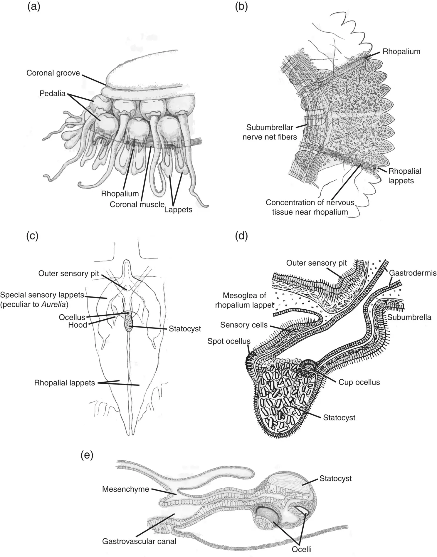 Figure 323 Sensory mechanisms rhopalia a Position of the rhopalia of the - фото 101